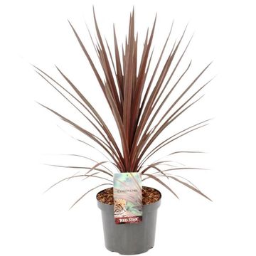 Cordyline australis 'Red Star'