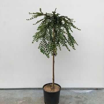 Cotoneaster apiculatus 'Blackburn'