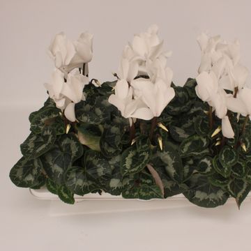 Cyclamen persicum SUPER SERIE VINTRO WHITE