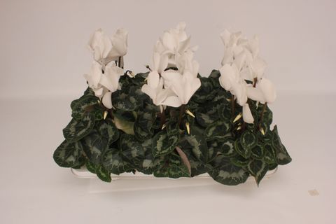 Cyclamen persicum SUPER SERIE VINTRO WHITE
