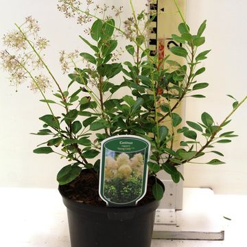 Cotinus coggygria 'Young Lady'