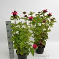 Monarda didyma 'Melua Red'