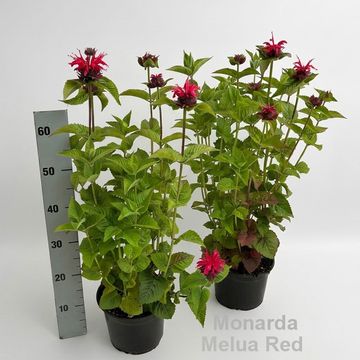 Monarda didyma 'Melua Red'