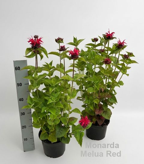 Monarda didyma 'Melua Red'