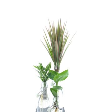 Arrangement Houseplants