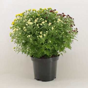 Chrysanthemum JASODA MIX IN POT
