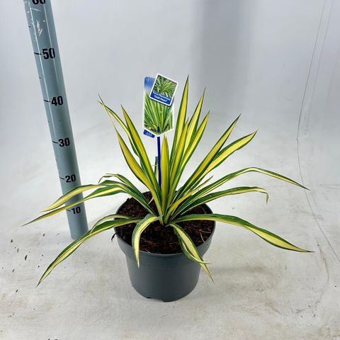 Yucca filamentosa 'Gold Heart'