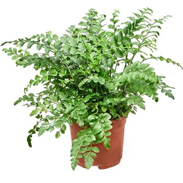 Asplenium 'Parvati'