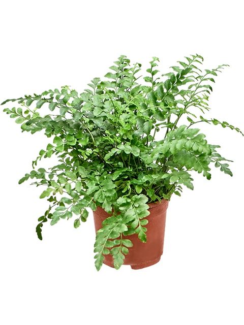 Asplenium 'Parvati'