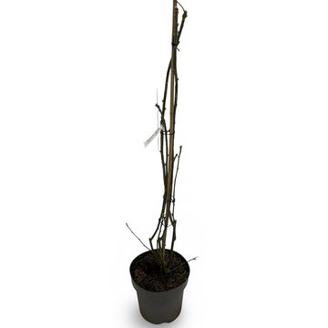 Laburnum x watereri 'Vossii'