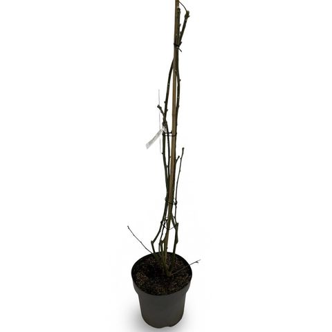 Laburnum x watereri 'Vossii'