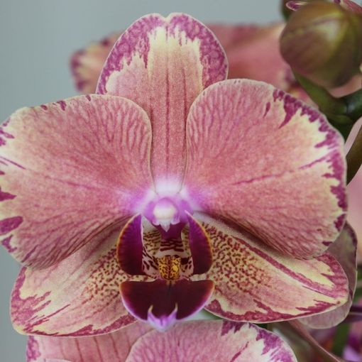 Phalaenopsis FLORICLONE PIRATE PICOTEE (Leerdam Orchideeën)
