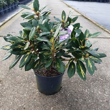 Rhododendron 'Goldflimmer'