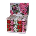 Mandevilla MIX