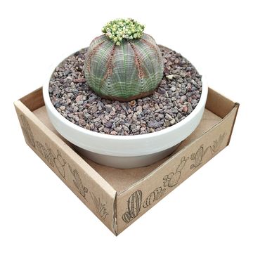 Euphorbia obesa