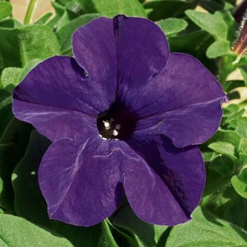 Petunia ALPE TUNIA PURPLE