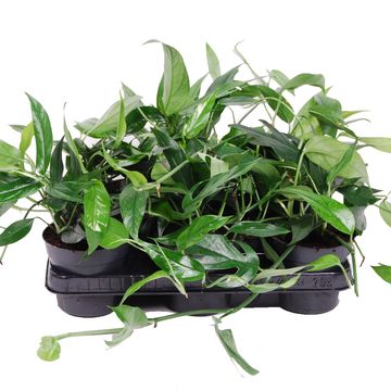 Epipremnum pinnatum BLUE FORM