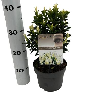 Euonymus japonicus PALOMA BLANCA