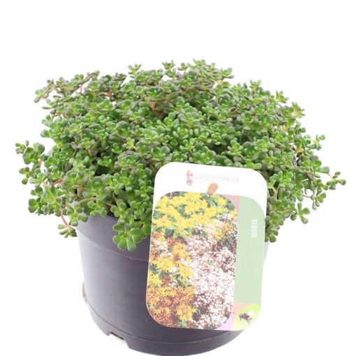 Sedum oreganum