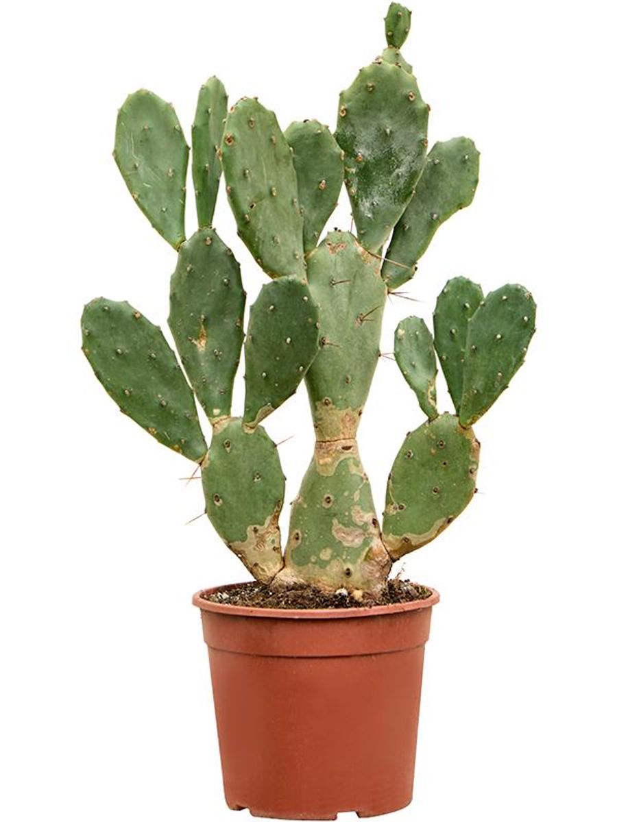 Opuntia vulgaris — Рослини оптом FlorAccess