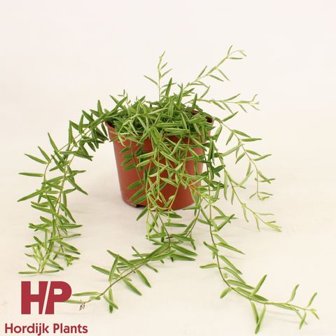 Aeschynanthus 'Green Star'