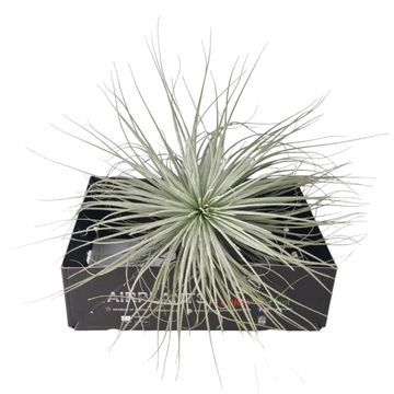 Tillandsia tectorum