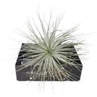 Tillandsia tectorum