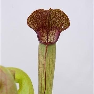 Sarracenia minor