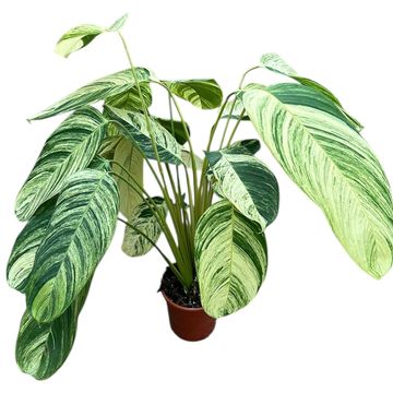 Stromanthe 'rolandicus'