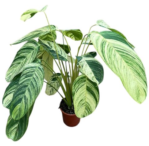 Stromanthe 'rolandicus'