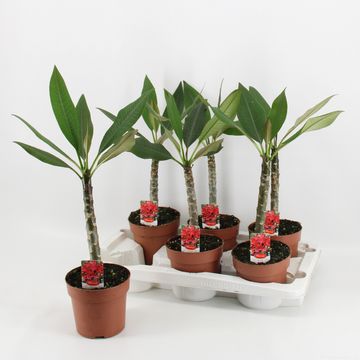 Plumeria rubra 'Bordeaux'