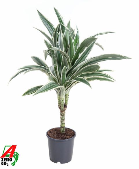 Dracaena fragrans 'White Stripe'