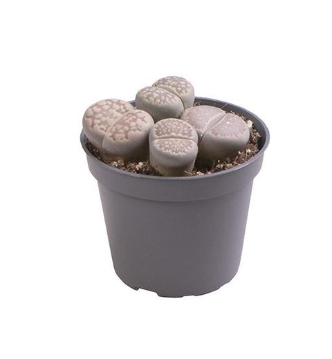 Lithops aucampiae