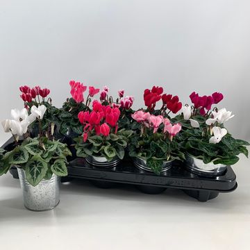 Cyclamen SUPER SERIE VERANO MIX