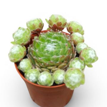 Sempervivum arachnoideum
