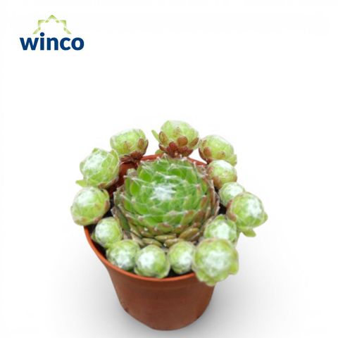 Sempervivum arachnoideum
