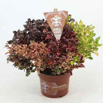 Coprosma RAU KARA MIX IN POT