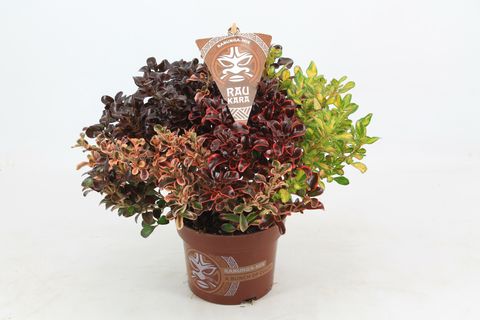 Coprosma RAU KARA MIX IN POT