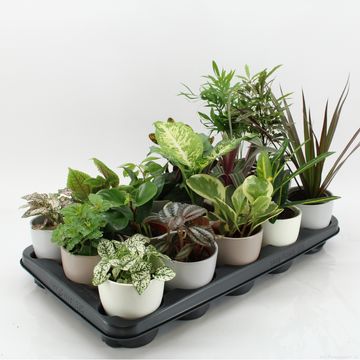 Plantes d'interieur MIX