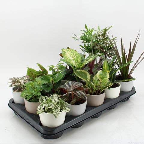 Plantas de interior MIX