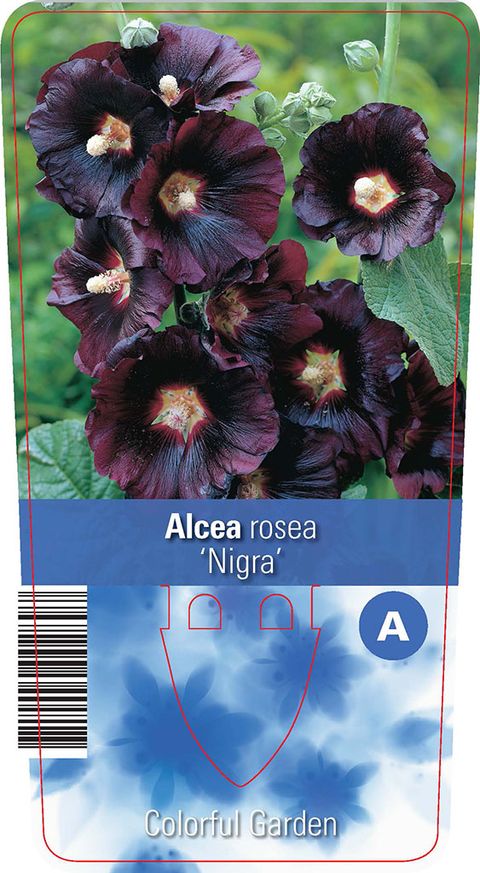 Alcea rosea 'Nigra'