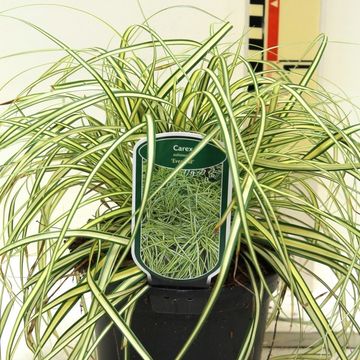 Carex oshimensis 'Evergold'