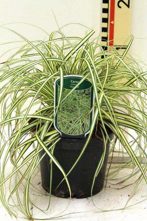 Carex oshimensis 'Evergold'