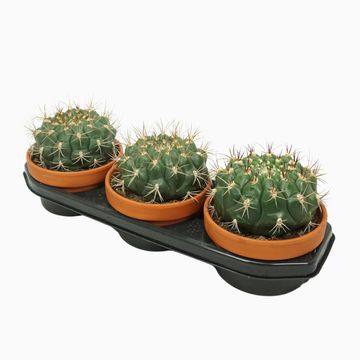 Gymnocalycium saglionis