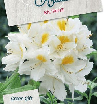 Rhododendron 'Persil' (AK)