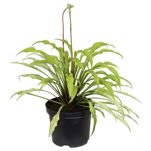 Hosta 'Party Streamers'
