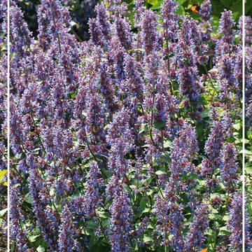 Nepeta racemosa 'Grog'