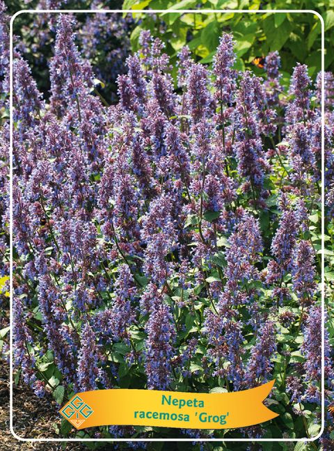 Nepeta racemosa 'Grog'