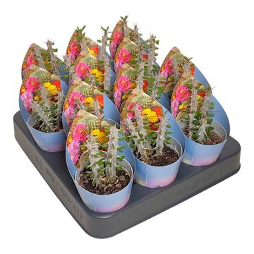Alluaudia procera