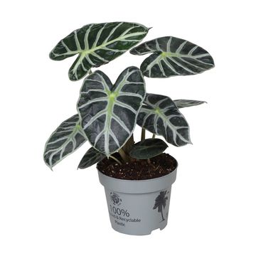 Alocasia 'Balloon Heart'